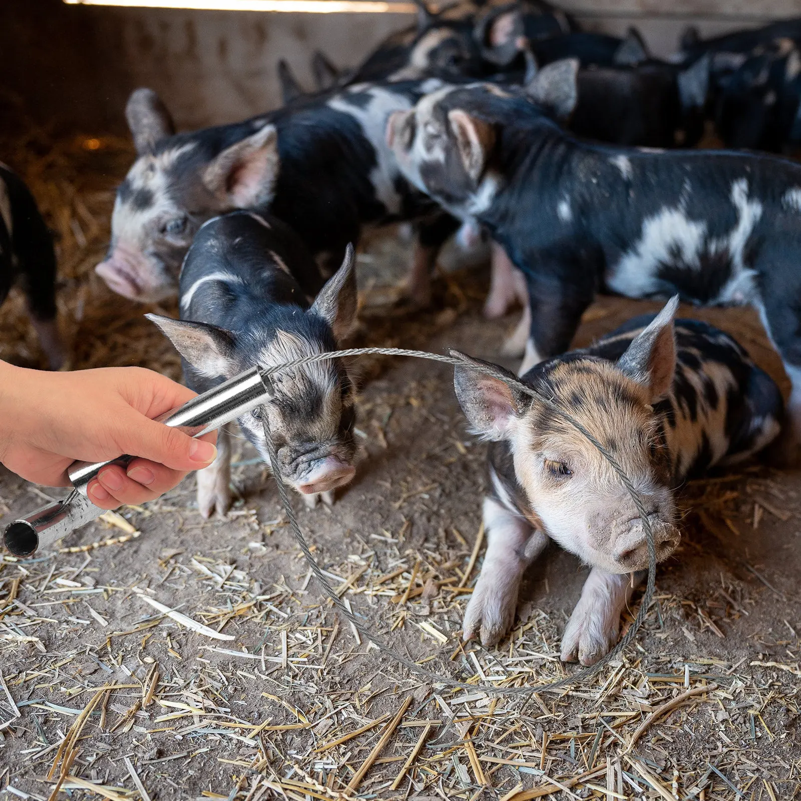 2 pcs Pig Holder Durable Steel Wire Rope Farm Equipment Livestock Stabilizer Tool Easy Use Sampling Treatment Diagnosis