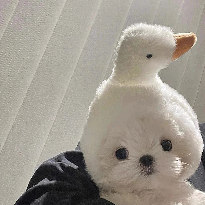 Maltese 큰 흰색 거위 인형 머리 도미, 로스트 고양이 머리, 귀여운 작은 강아지, 재미있는 소품