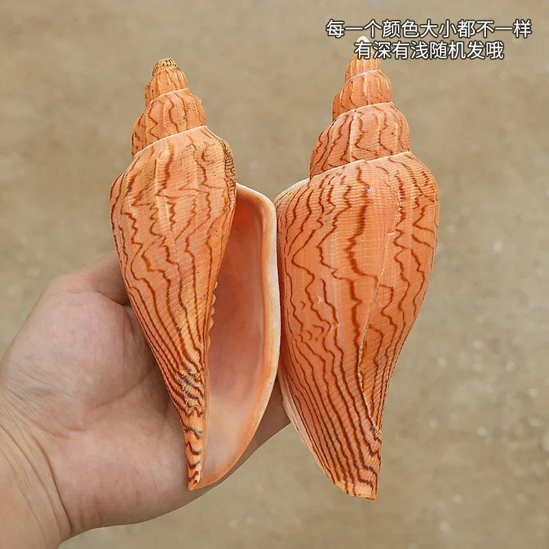Lightning Vortex Specimen Natural Rare Conch Shell Fish Tank Landscaping Decoration