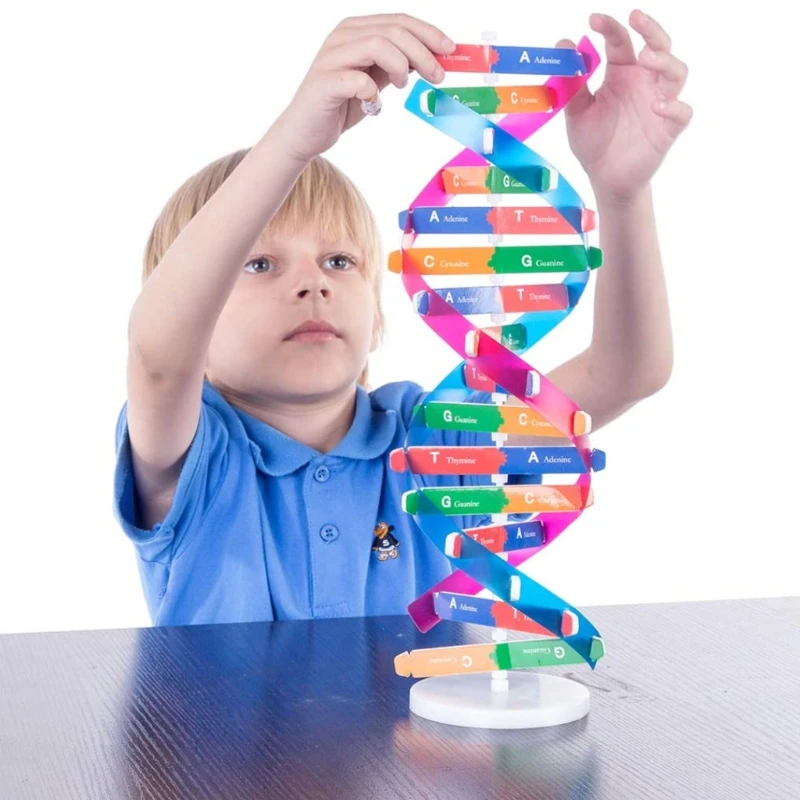 Quebra-cabeça educacional pré-escolar, brinquedo aprendizagem, kits ciências biológicas 3d, faça você mesmo, modelo dna