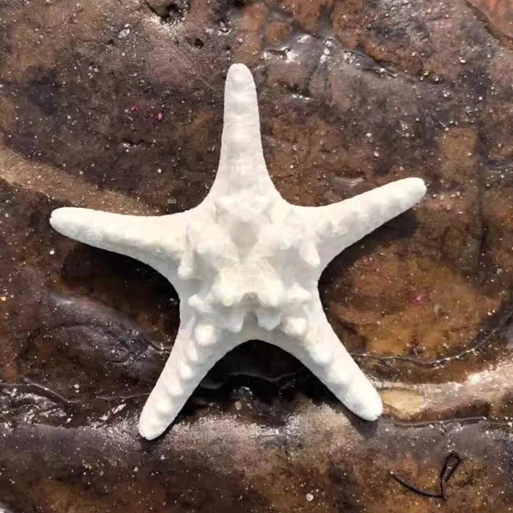 2 unids/pack 18-20cm tamaño concha blanca natural concha de estrella de mar y estrellas marinas naturales DIY playa para decoración del hogar o regalo