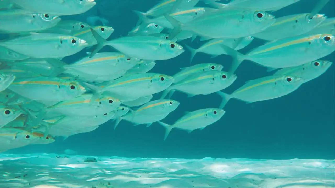 

Комплект из 4 шин для внедорожных RC-багги 116 мм, 1/8, с шестигранным креплением 17 мм, для радиоуправляемых машин ARRMA, Trxs, Redcat, Team Losi, Kyosho, VRX, HPI, WR8, HSP, Hobao 1:8