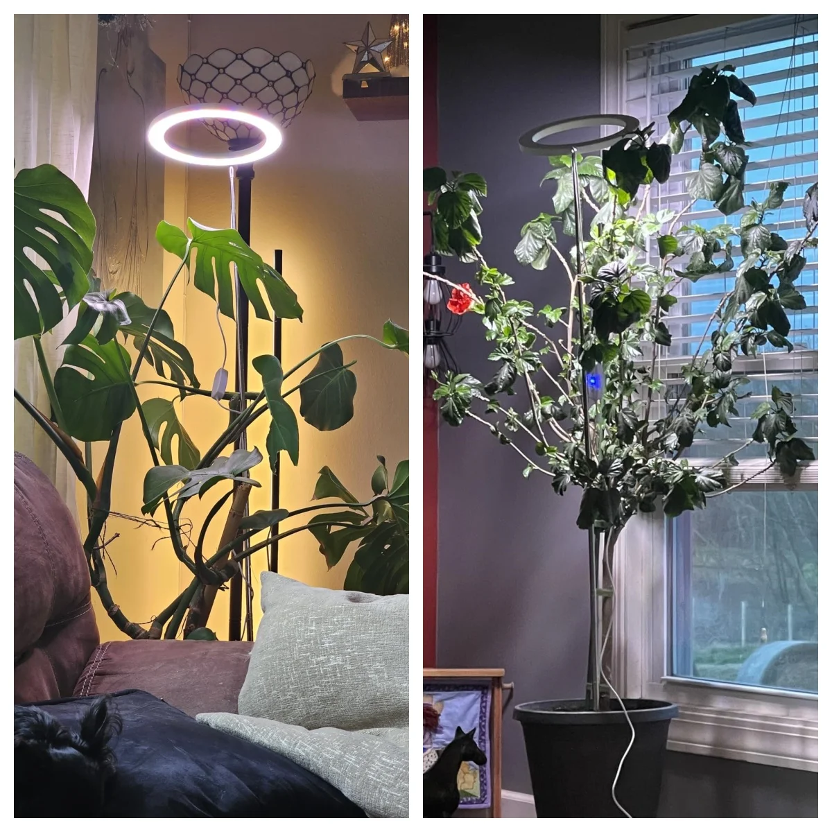 Luz de cultivo de espectro completo interno de 6,3 polegadas LED Halo alto cresce luz com temporizador automático e brilho ajustável