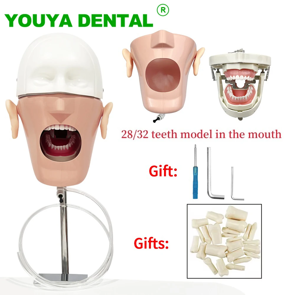 

Dental Simulator Mannequin Head With Removable Teeth Typodont phantom head Model For Dentist Teaching Practice Demon Equipment