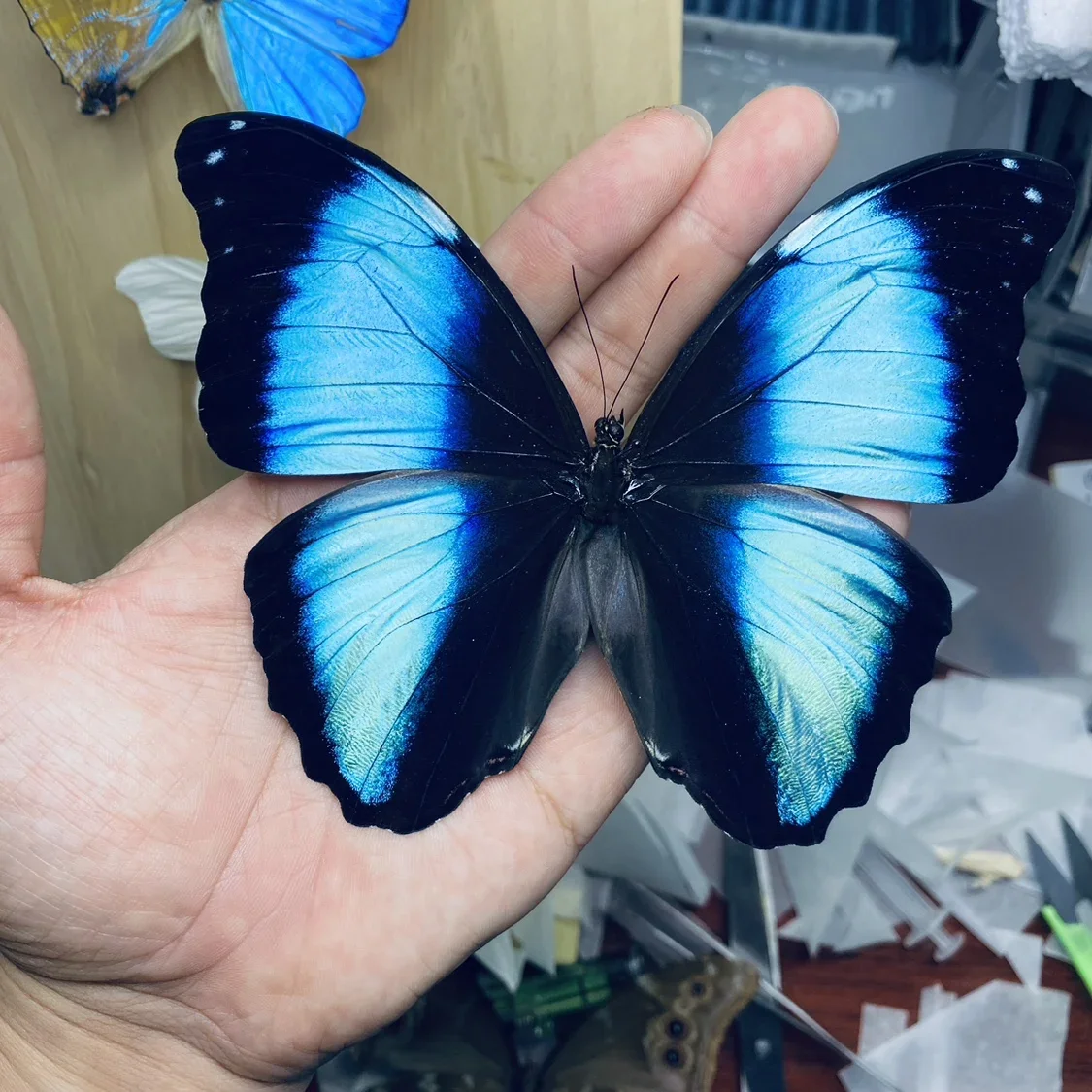 

Real Butterfly Specimens Ornaments Handmade Insect Decorations Student Creative Birthday Gift Wings Home Decoration