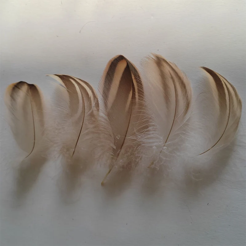 

Plume!200PCS/LOT 5-8cm Natural Mallard Duck Barred Plumage Feathers,Duck craft Feathers for Sewing in Dressses