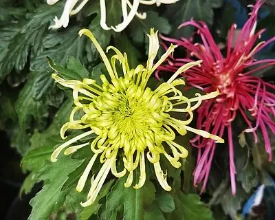 

4 шт., 1,9 дюйма, мягкие резиновые шины, наружный диаметр 120 мм для 1/10 RC гусеничного автомобиля, осевой SCX10 90046 W218