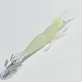 white glow