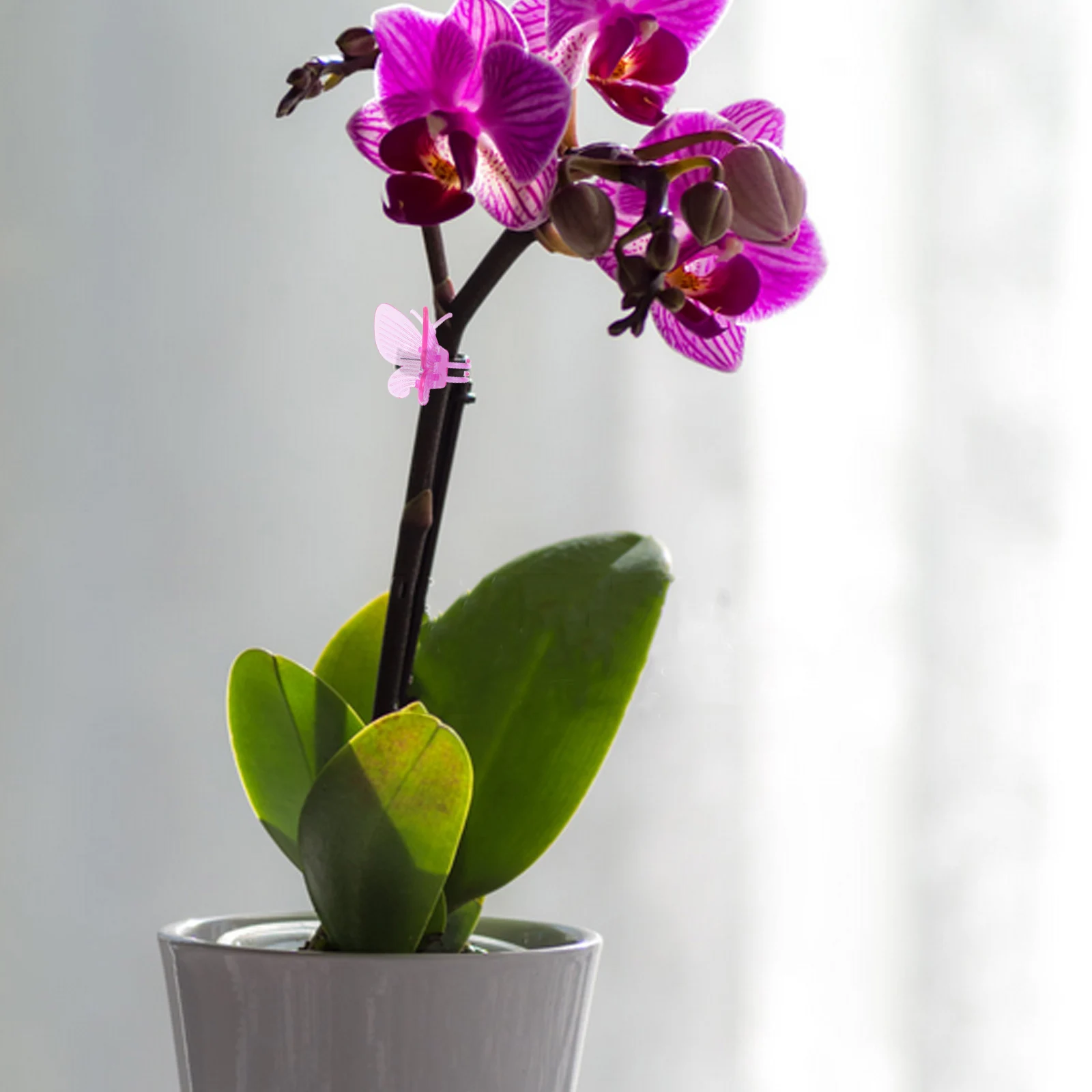 50Pcs Butterfly Orchid Plant Clips Plastic Durable Supports for Stems Vines Climbing Plants Garden Flower Clips