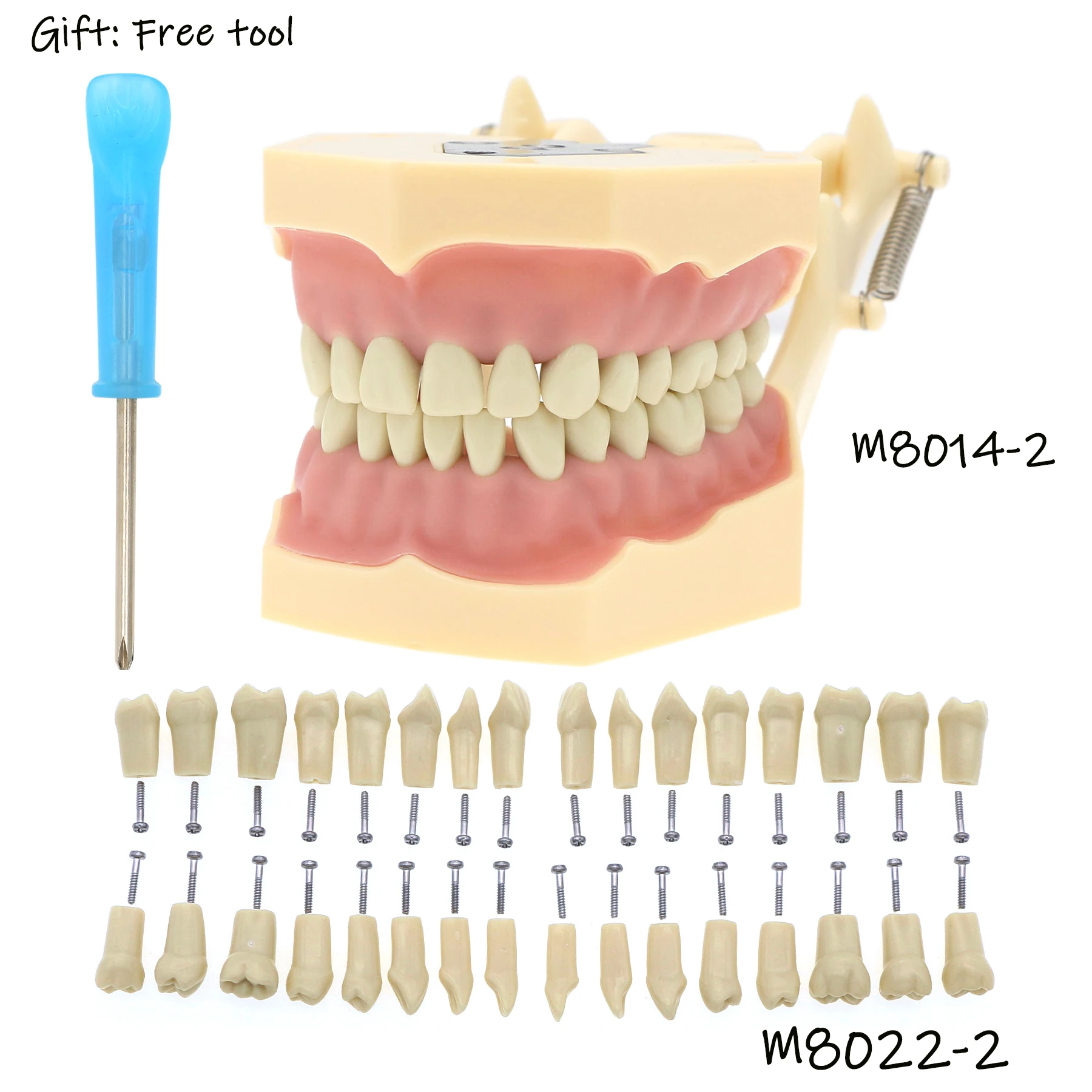 

Dental Frasaco AG3 Type Restorative Typodont Model with 32 screwed-in teeth for restoration M8014-2 M8022-2