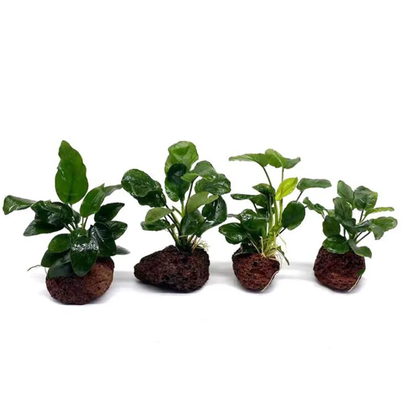 Volcanic Aquarium Decoration Fish Tank Plant Fixing Pot Polka Water Plants Potted Planting Cup Aquarium Accessories Filter Black