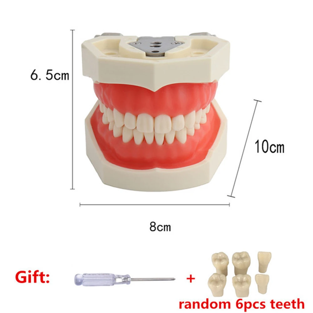 Model dentystyczny szkolenie Typodont zęby żywiczne dla technika dentystycznego praktyka guma nauczanie standardowy Model szczęki sprzęt