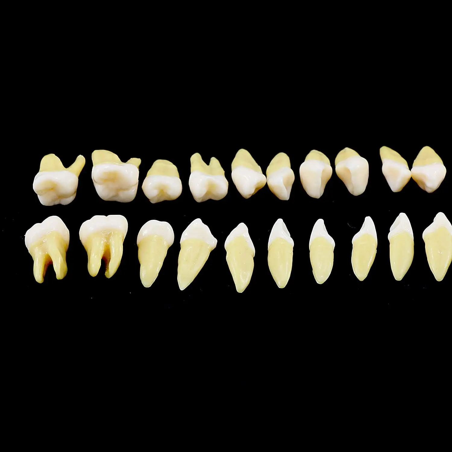 Dental 1:1 dorosły stały Model zębów Typodont Study naucz górną dolną 28 sztuk/pudło dentysta praktyka formy