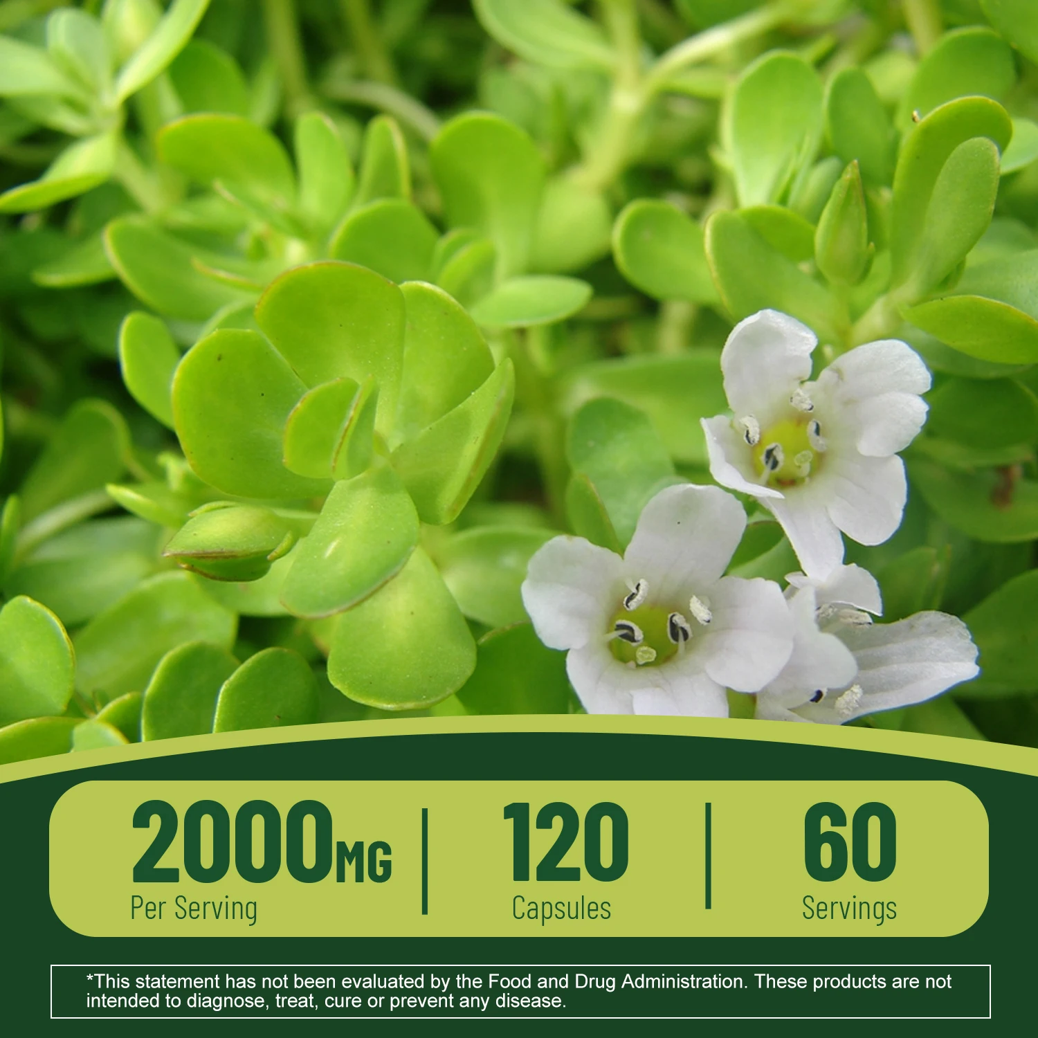 Bacopa Monnieri Extract - Boosts Brain Health Supports Performance Cognition and Focus Enhances Energy and Stamina