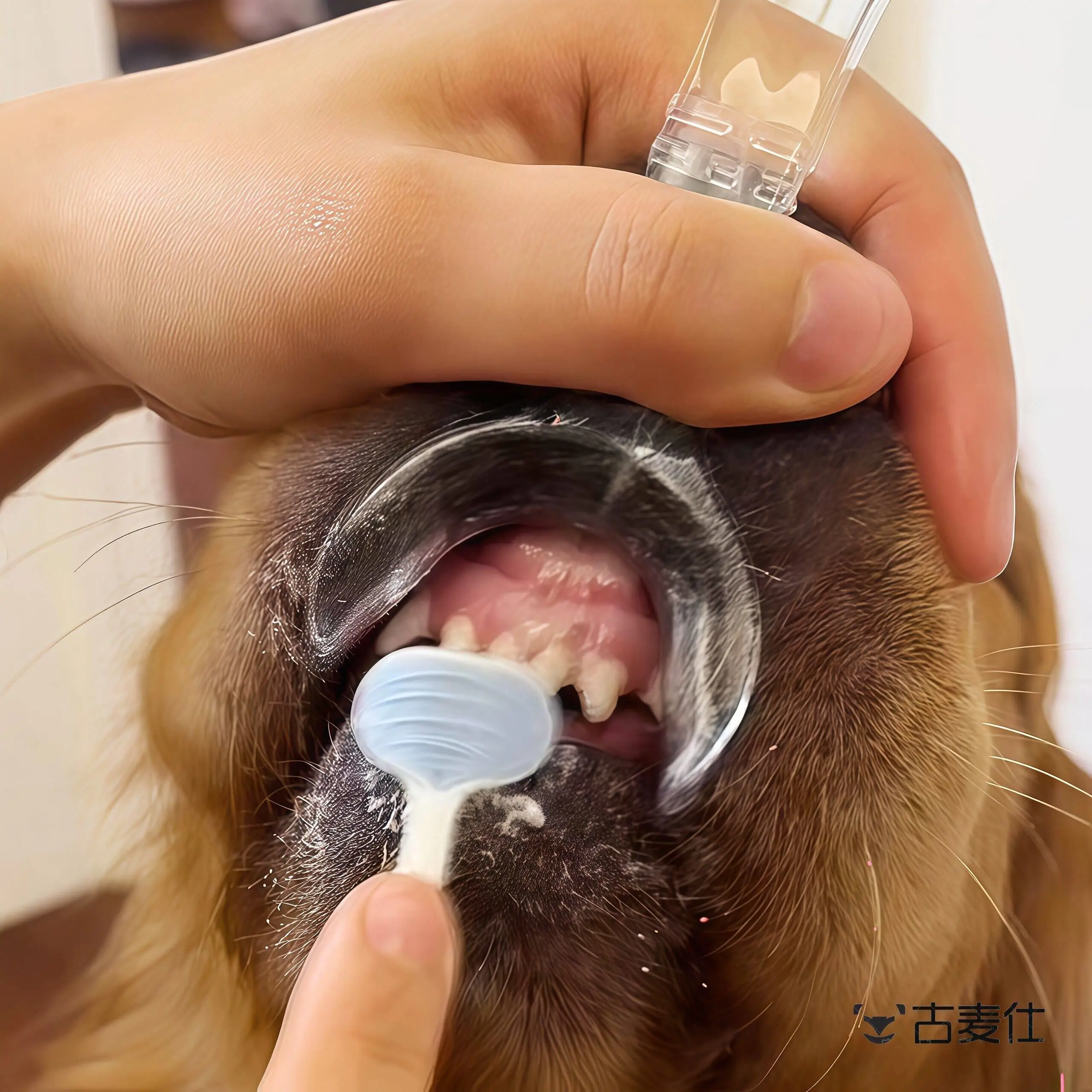 Pet Dental Cleaning Auxiliary Device  Dog Toothbrush Helper Oral Care Scouring Teeth Cleaner Gadget Pet Health Care