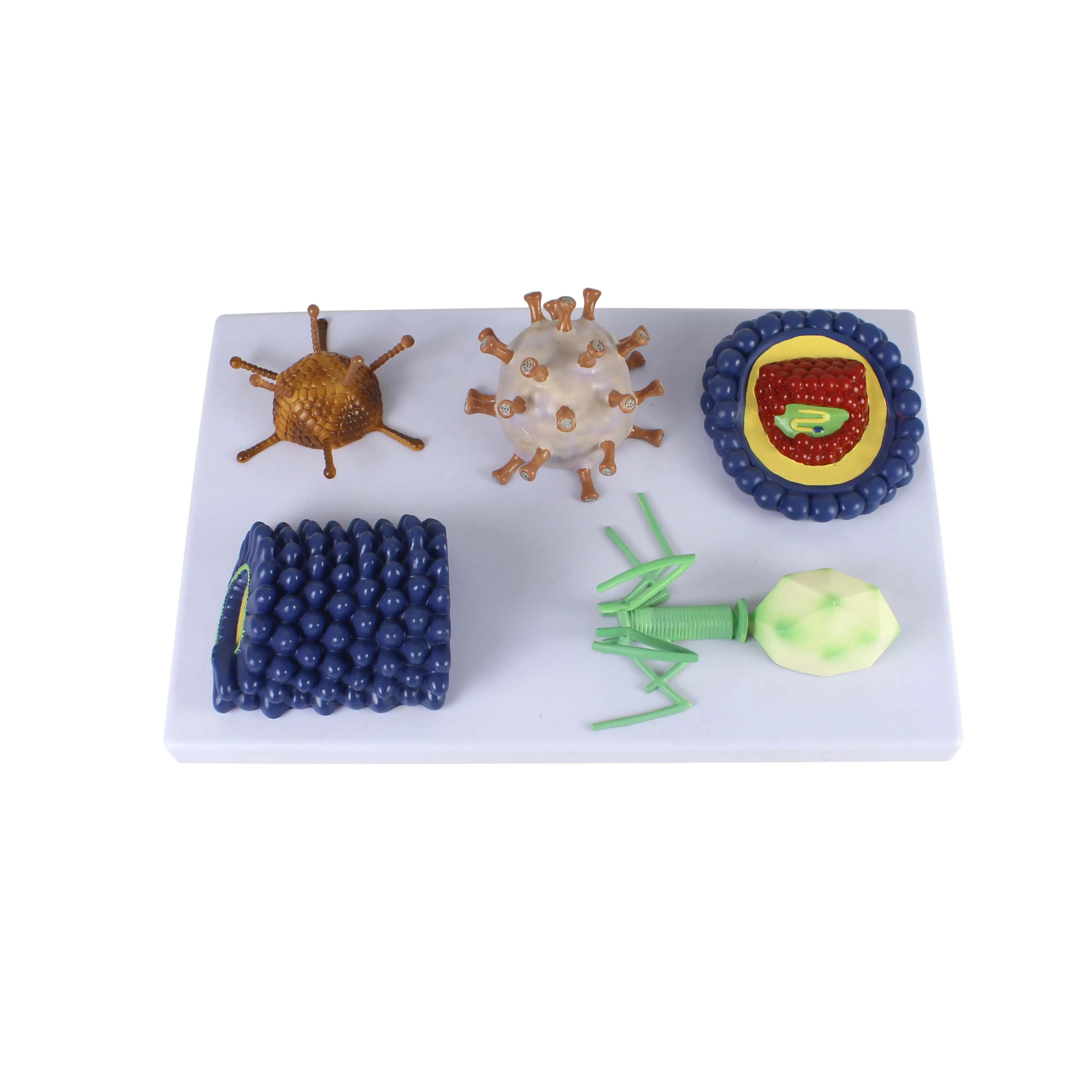 

Medical Teaching Model 3D Virus Model Educational Biology Teaching Tool (5 Types of Viruses)