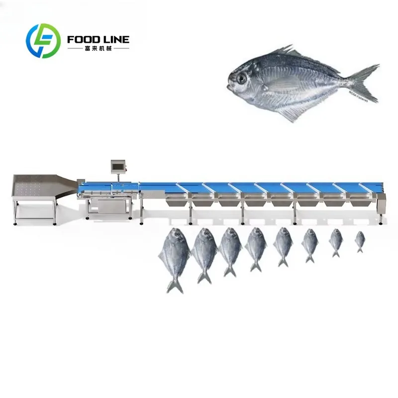 Customized Fast Processing Fish Sorting Machine Automatic Weight Grading Equipment for Fish Market Seafood Processing Factory
