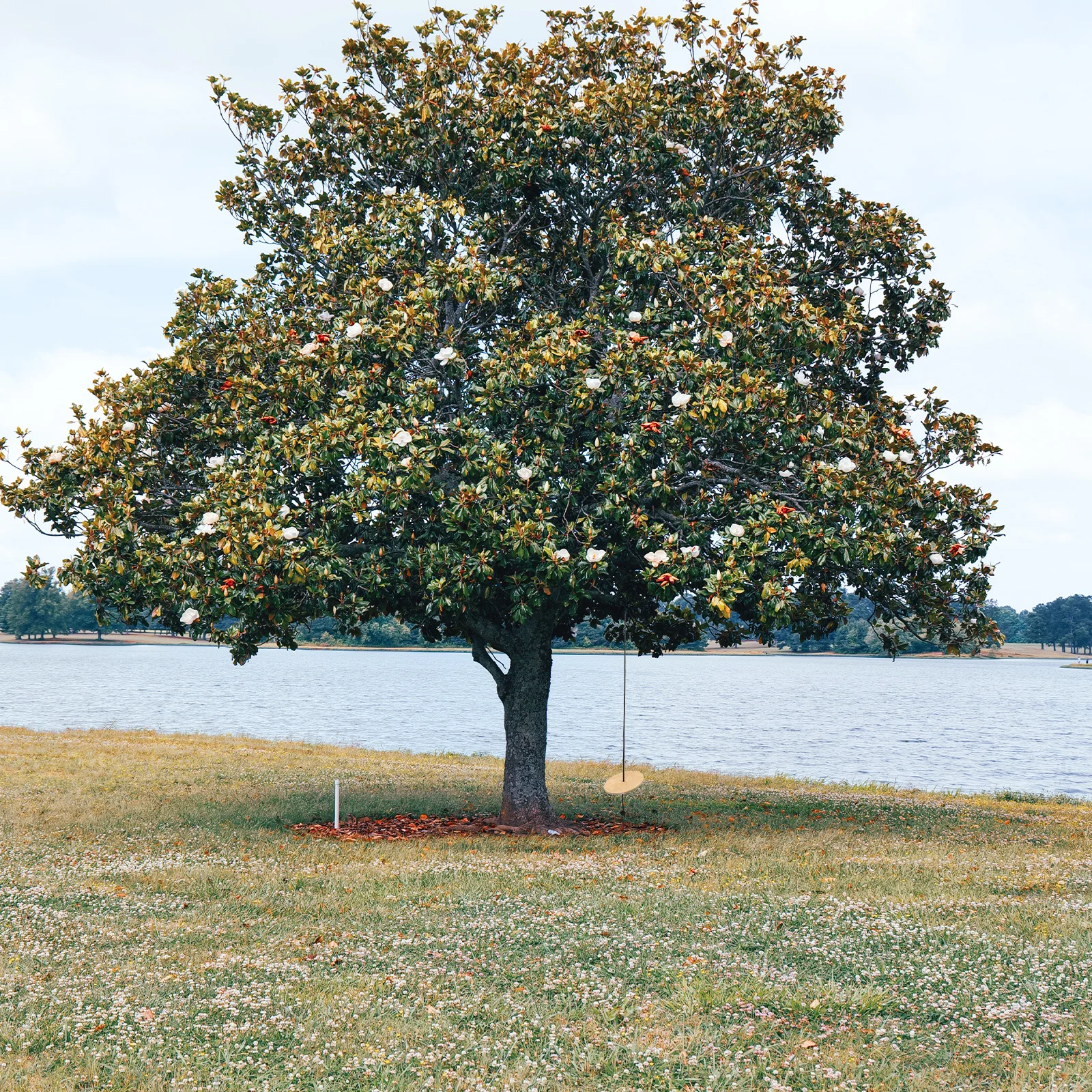 Asiento de columpio de madera, columpio de disco de alta resistencia, cuerda ajustable, anillo galvanizado, columpios al aire libre para niños, equipo de juego de madera gruesa