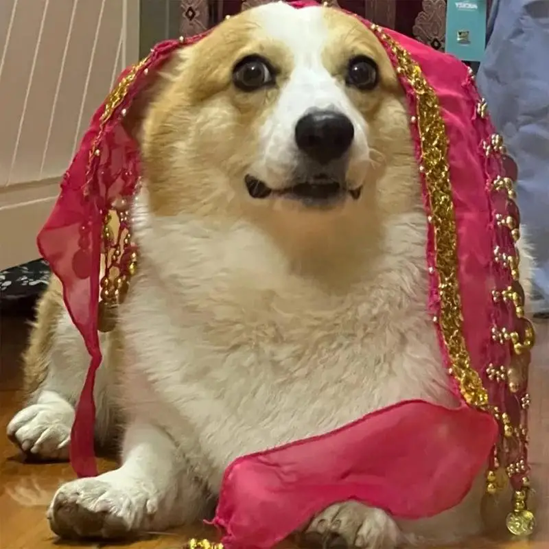 Halloween Dog Costume Belly Dance Style Dog Costume Funny Comfortable Belly Dancing Skirt With Dangling Gold Coin For Dog Puppy