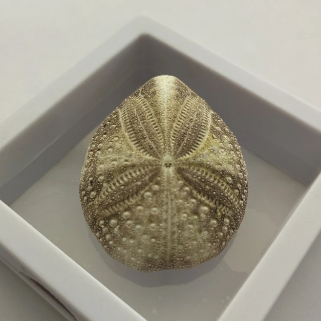 Natural Brown Sea Urchin Shell Wedding Design Decoration DIY Wall Sticker Beach Decorations for Home Sea Shells Ocean Decor