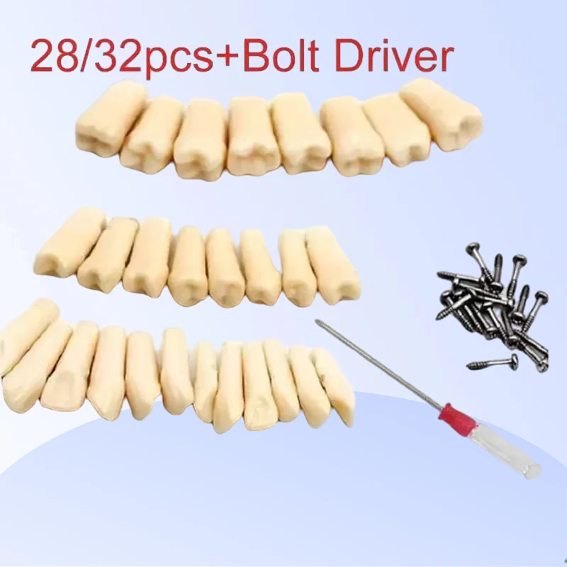 32Pcs Teeth Dental Simulation Tooth Grain Resin Simulation Tooth Full Mouth Dental Tools