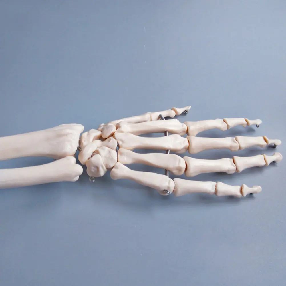 

Анатомическая модель человеческой руки с подвижными суставами для обучения и научных исследований