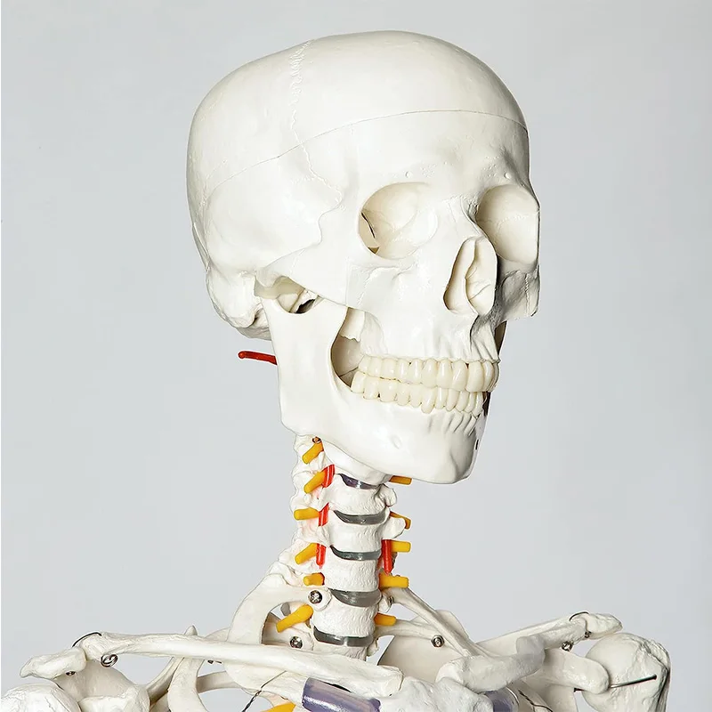 170cm Human Anatomical Skeleton Model White Skeleton Of Spinal Nerve Yoga Model Medical Teaching Equipment Tools