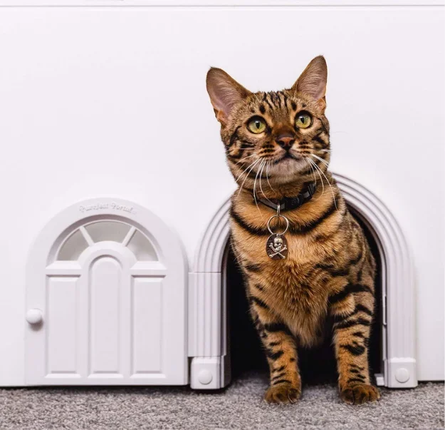 The cat is free to enter and exit the cat door, safe and silent, free.