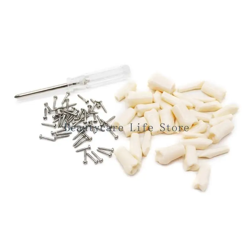 652C Dental Teeth Teaching Model with A Screwdriver Teeth Dental Demonstration Model Tooth Model Anatomical Teeth Model