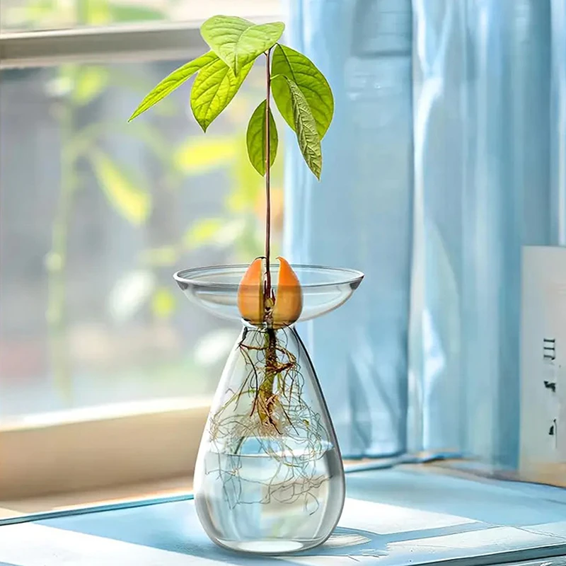 Glass Colorful Transparent Avocado Hydroponic Vase Avocado Seed Starter Vase Plant Seed Growing Kit Gardening Lovers Home Decor