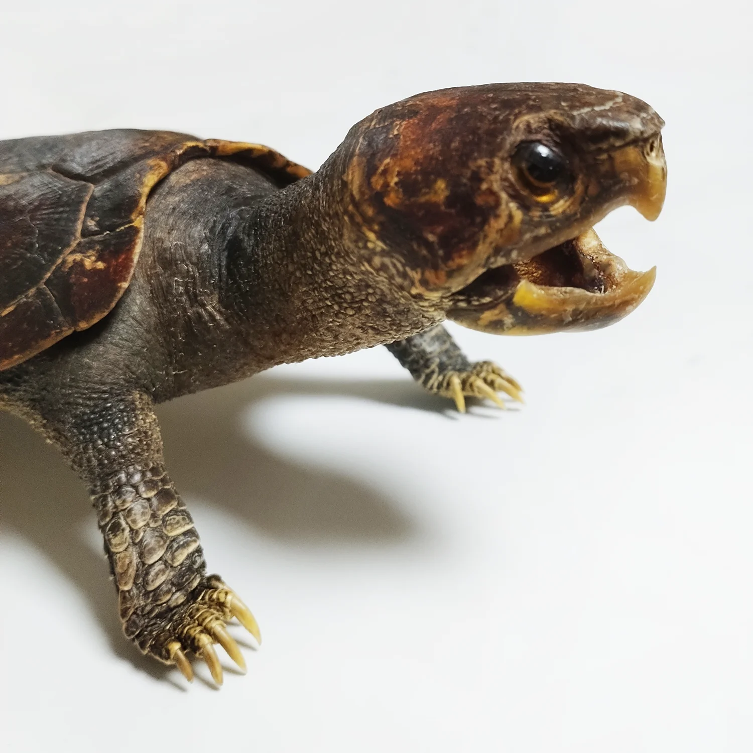 Big-headed Turtle Taxidermy Authentic Animal Bones Specimen Handicrafts Collectors for Science Education Unique Gifts view 5