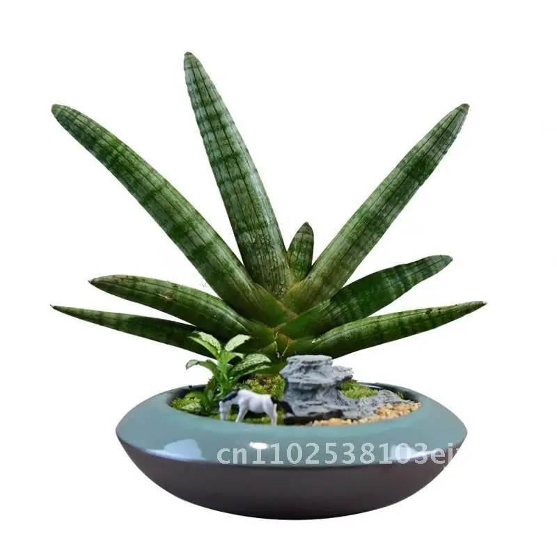 

Large Diameter Bonsai Flower Pot Handcrafted Ceramic Micro Landscape Bamboo Green Plant Succulent Phalaenopsis Platter