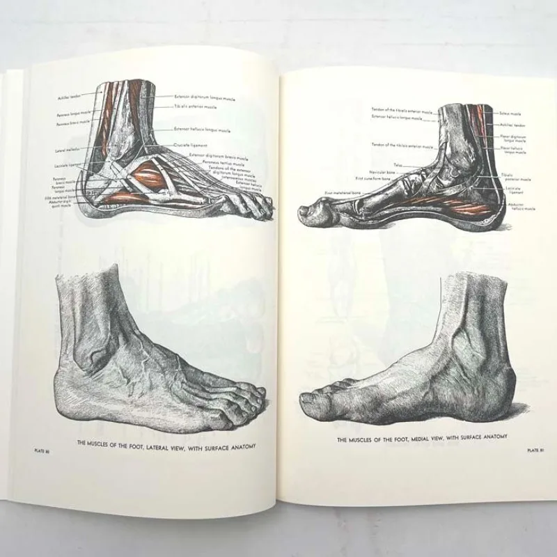 An Atlas of Anatomy for Artists Art Book Human Body Structure Sketch Drawing Reference Atlas By Fritz Schider English Version