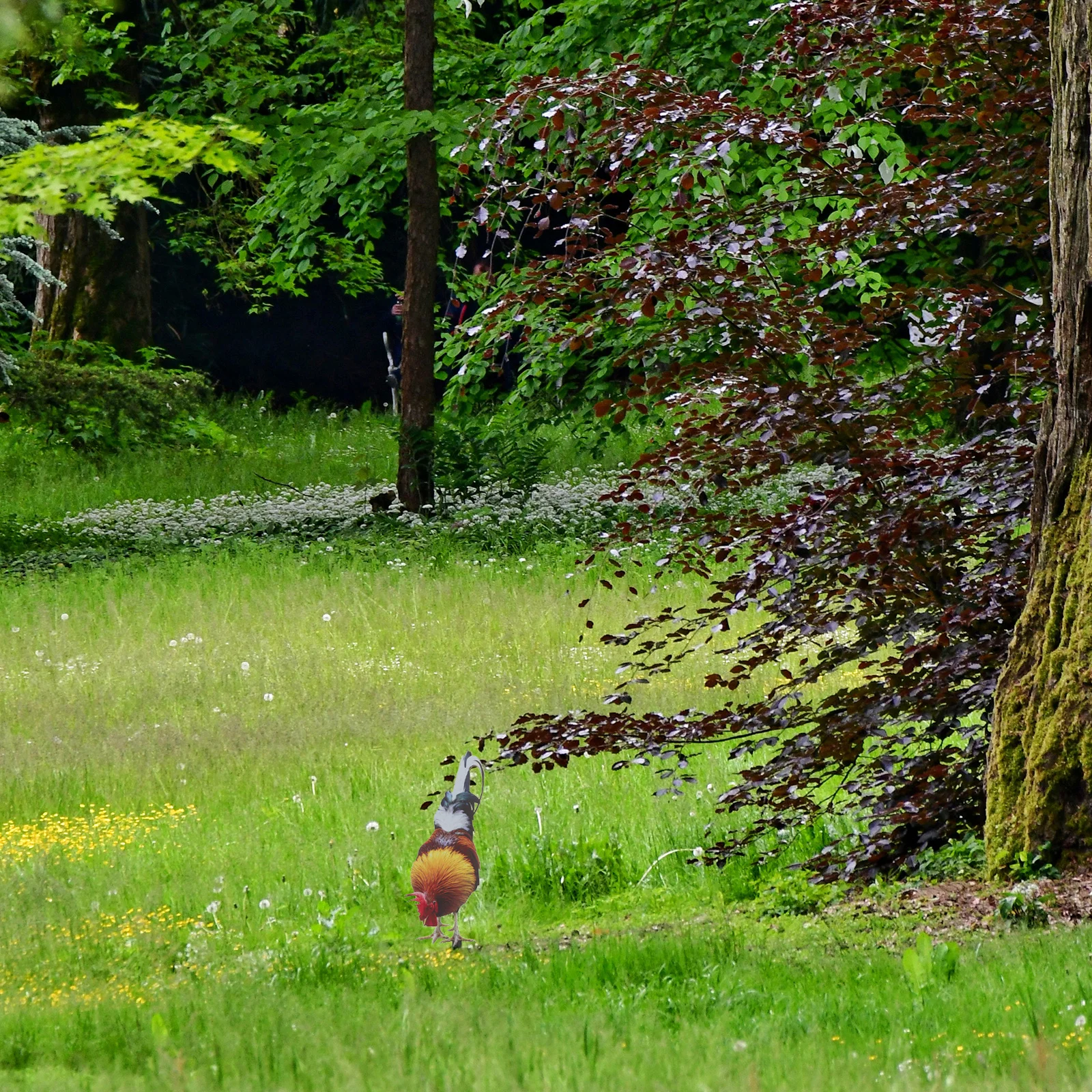 

Realistic Rooster Yard Decor Acrylic Garden Stake Outdoor Chicken Yard Sign Courtyard Decoration Durable Weatherproof Garden