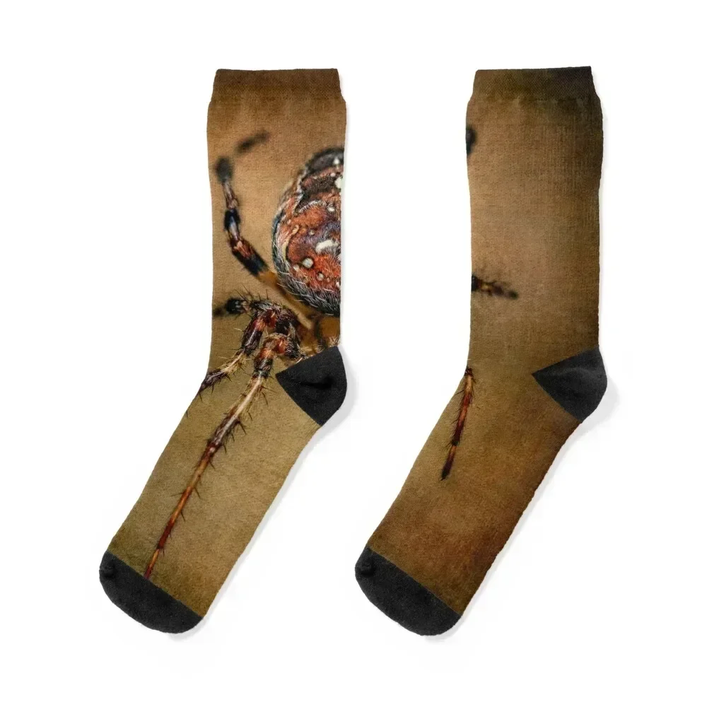 

The Garden Spider Socks luxe floor winter Argentina Boy Socks Women's