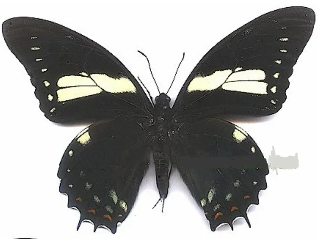 Rare Papilio Aristeus Bitias Real Butterfly Specimens Without Open Wings Entomologist Insect Lover Science Exhibition Collection