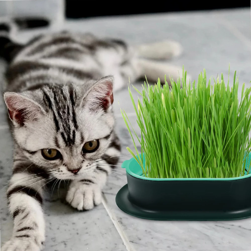 New Pet cat sprout Dish Growing Pot Hydroponic Plant cat Grass Germination Digestion starter Dish Greenhouse Grow Box