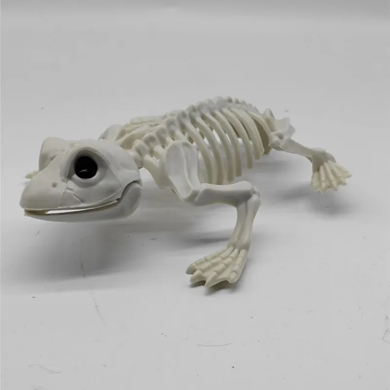 جديد تجهيزات حفلة الهالوين الضفدع الهيكل العظمي الدعائم زينة محاكاة ساخرة الضفدع الهيكل العظمي نماذج للحيوانات اكسسوارات سطح المكتب الحلي