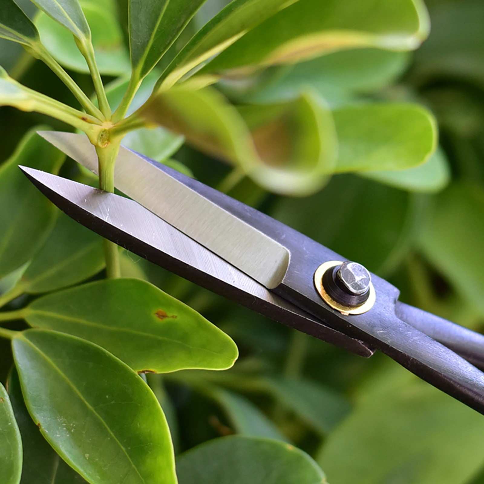 20cm Home Gardening Long-handled Branch Cut Sapling Handle Scissors Bonsai Scissors Tool Beginner Bonsai Branch Shears Tool