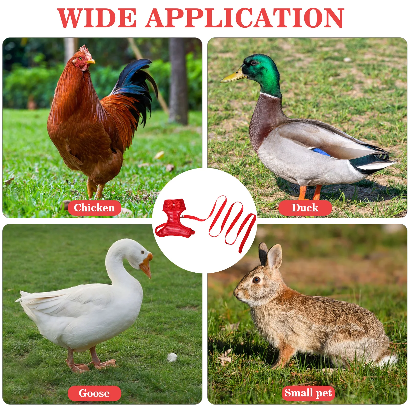 1Set Chicken Leash Chain with Harness Sturdy Pet Rooster Traction Rope Adjustable Pulling Strap for Walking Runs