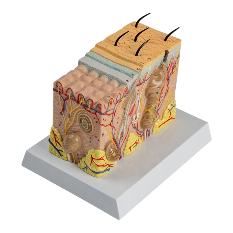 

Anatomical Human Skin Model Human Skin Structure Anatomical Model for Science Classroom Study Display Teaching Model