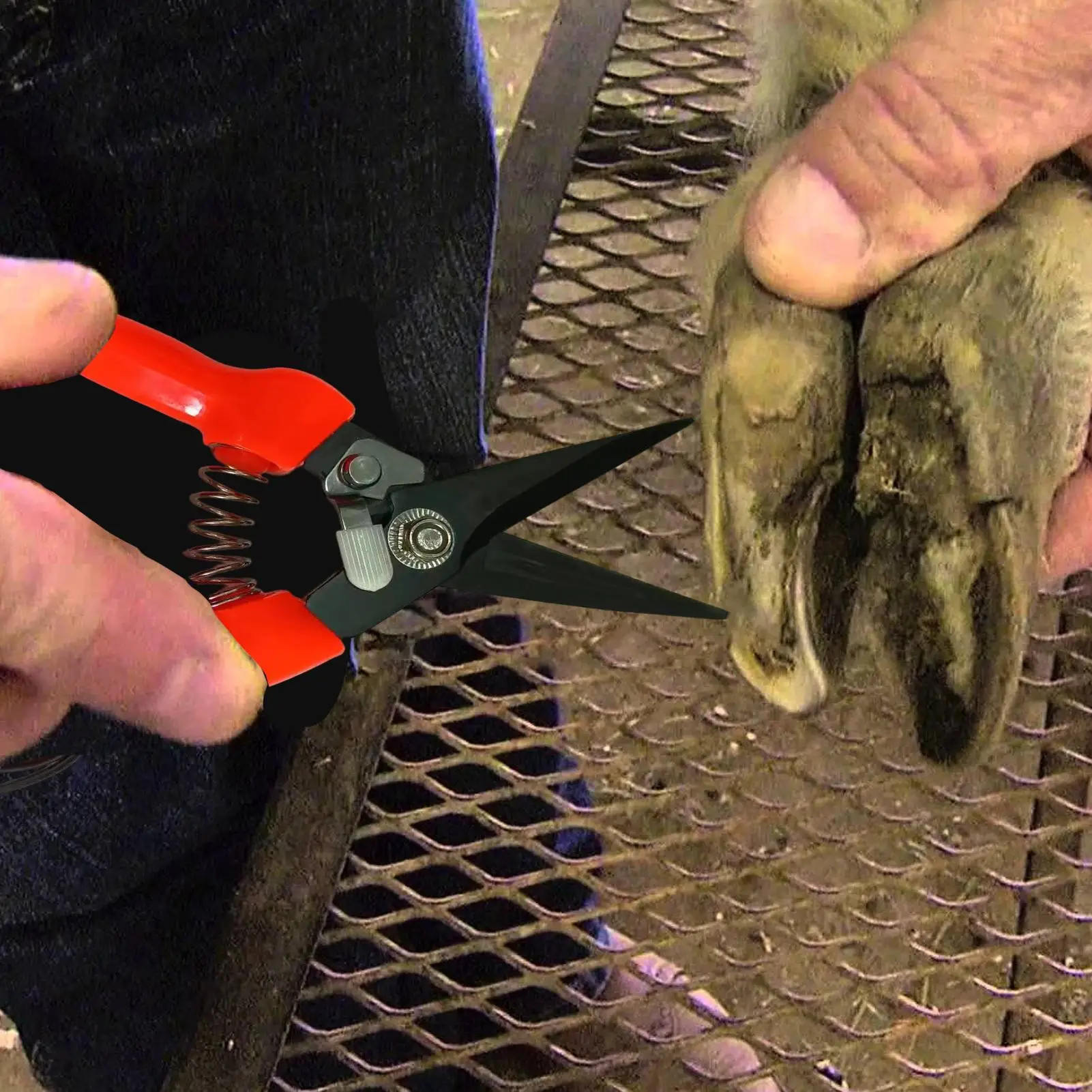 Sheep Hoof Trimmers Shrub Plant Floral Pruning Cut Shears Garden Sheep hoof scissors stainless steel keel scissors