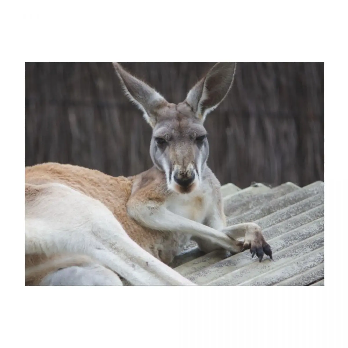 

Red Kangaroo Throw Blanket warm for winter Single bed plaid Extra Large Throw Blankets