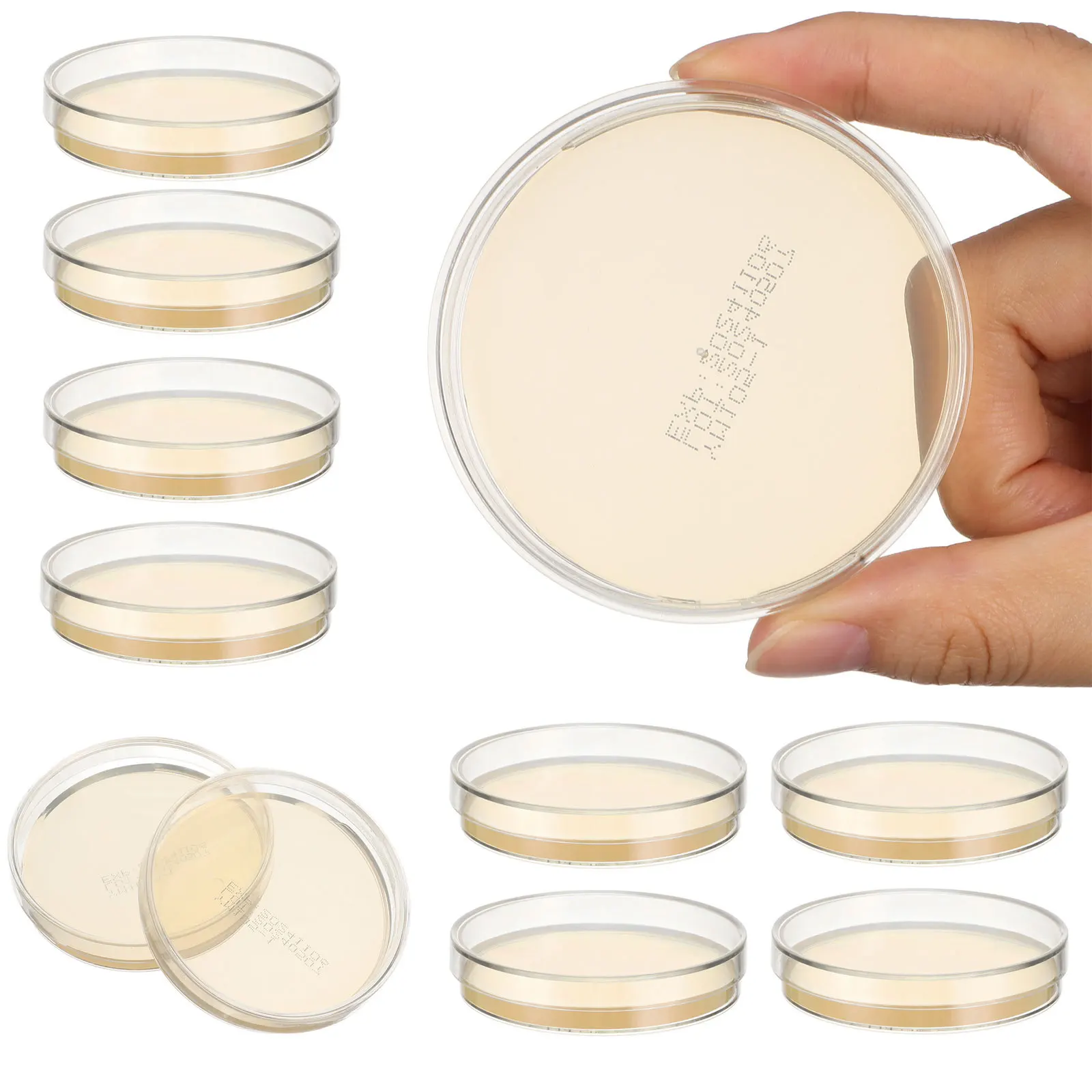 

6pcs 6 Count Agar Media Petri Dish Dishes Individual Plates Pre Poured Petei Pre-poured