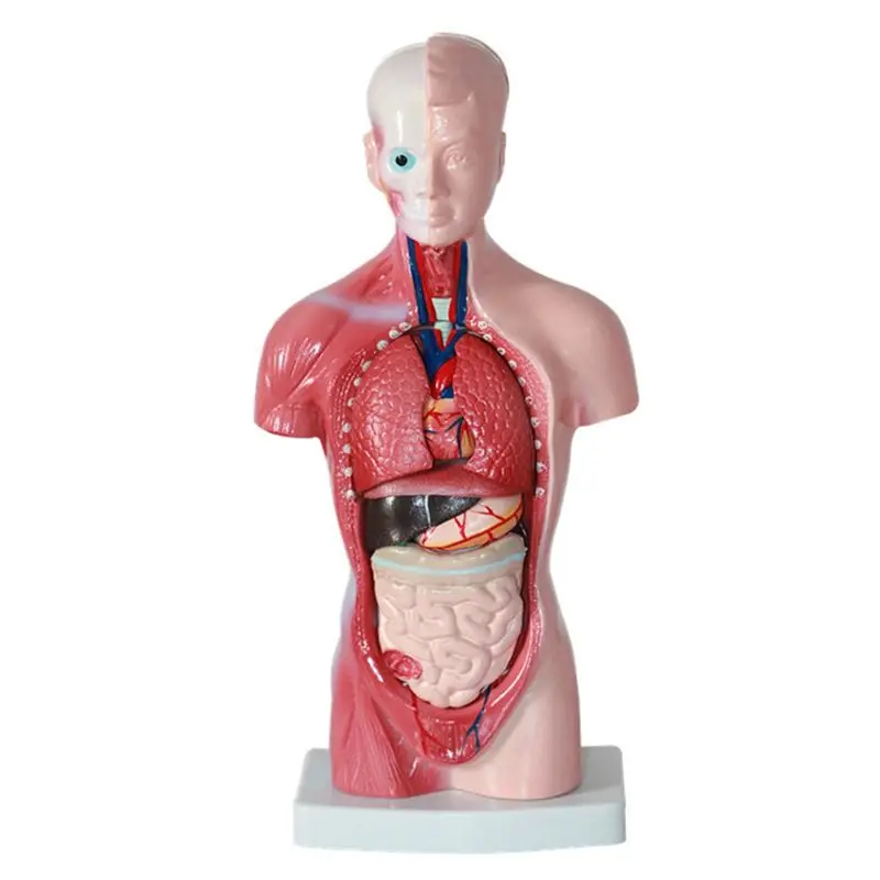 ABFW 11 Inch Human Torso Body Model Anatomy Anatomical Internal Organs for Student Teaching Study Assembling Model