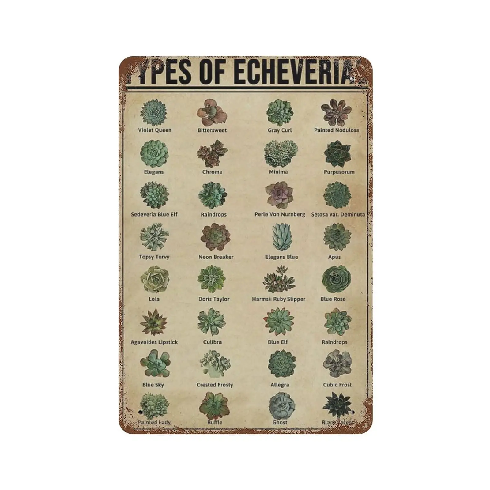Vintage Metall Blechschild Plakette, Arten von Echeveria Blechschild, Man Cave Pub Club Cafe Home Decor Plate, Geburtstag Jahrestag Housewar
