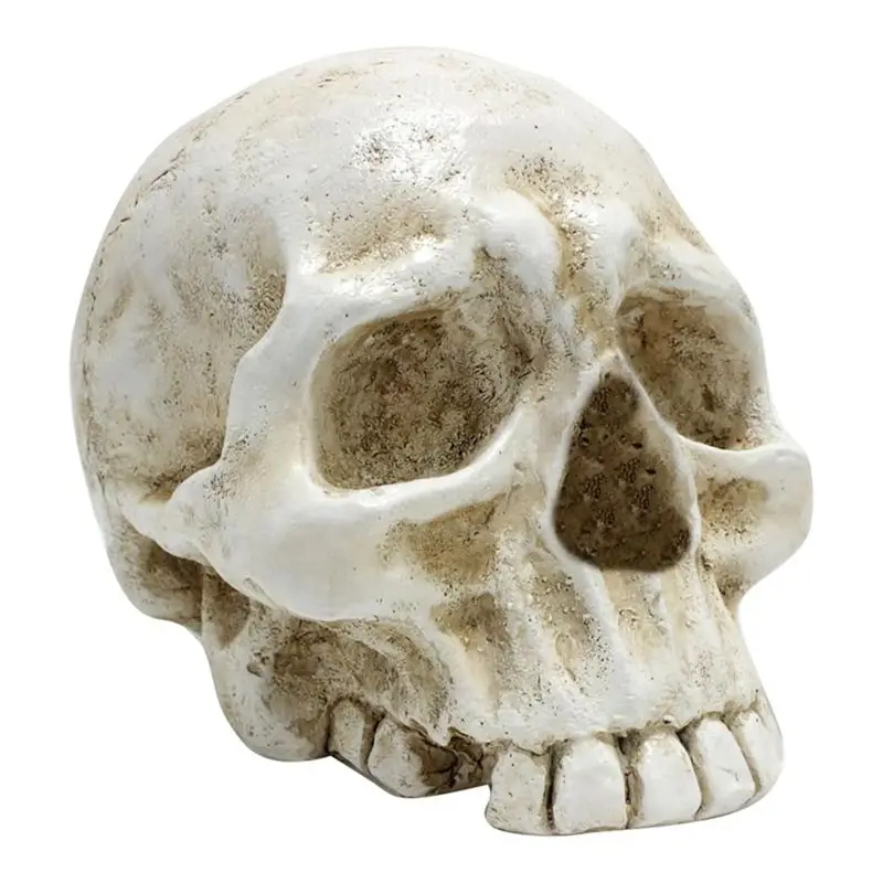 Skull Decoration Skull, Day Of The Dead Decoration Human Skull Resin Model Art-A50M