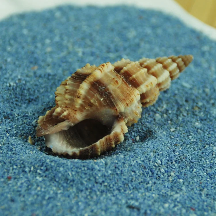 Natural Pinecone Snail Shell (Turbonilla sp.) Fashion Ornament, Aquarium Decor, Sand Bottom Accent, 3-4CM