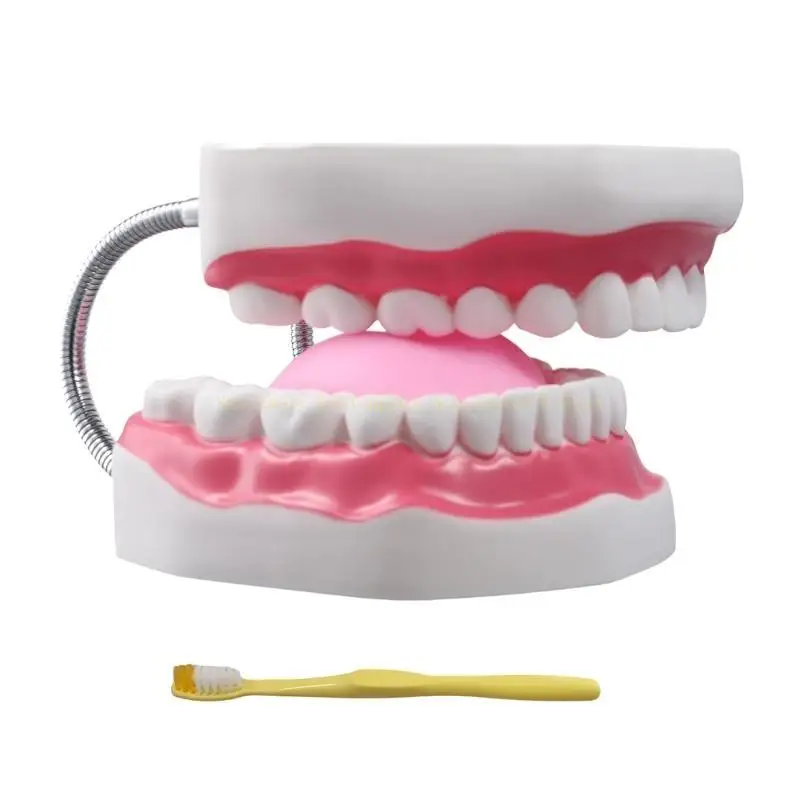 Modelo dentes adequado para explicar a estrutura intuitivamente dente da humanidade