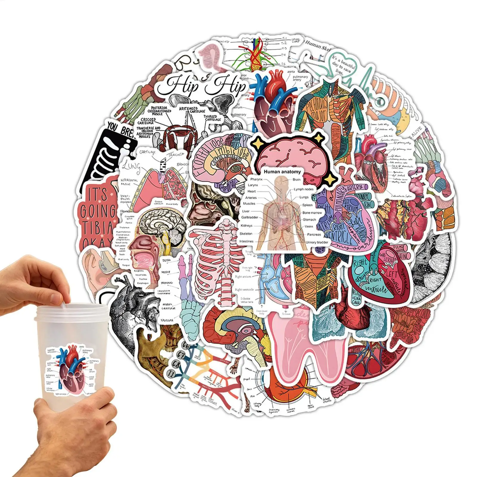 Waterproof Anatomy Stickers 50pcs Vintage Medical Biology Decals Science Stickers For Doctors Nurses Students, Laptop Scrapbook